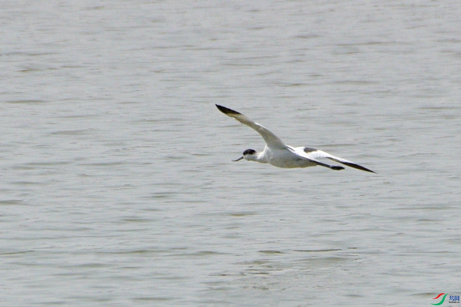 DSC_7921.JPG