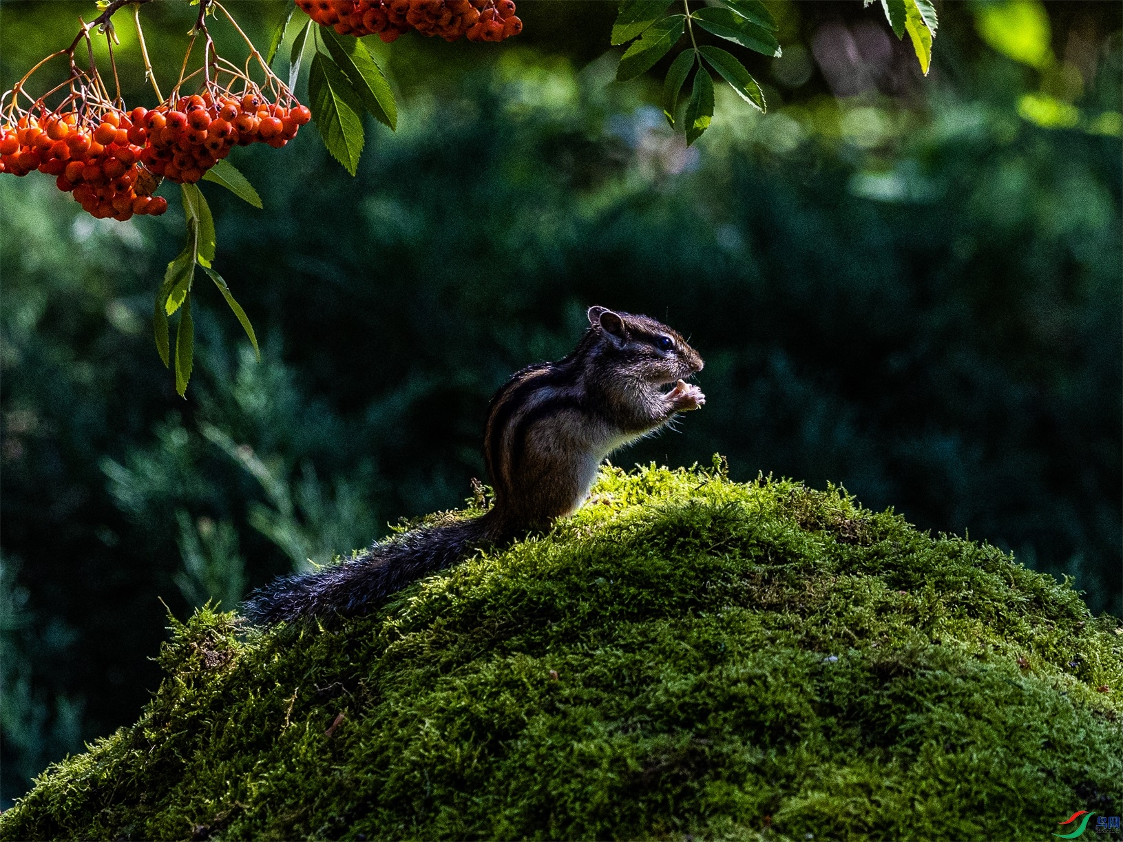 1K3A3590 ����1.jpg