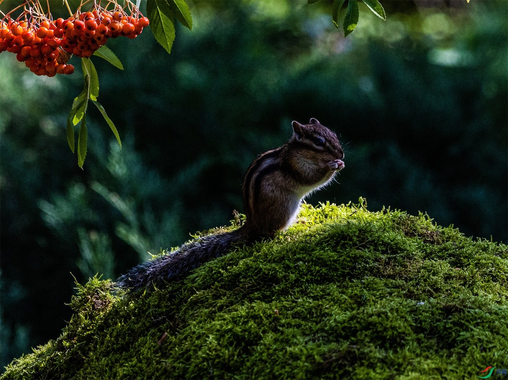 1K3A3593 ����1.jpg