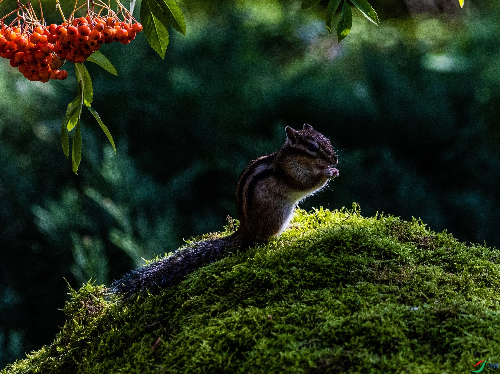 1K3A3595 ����1.jpg