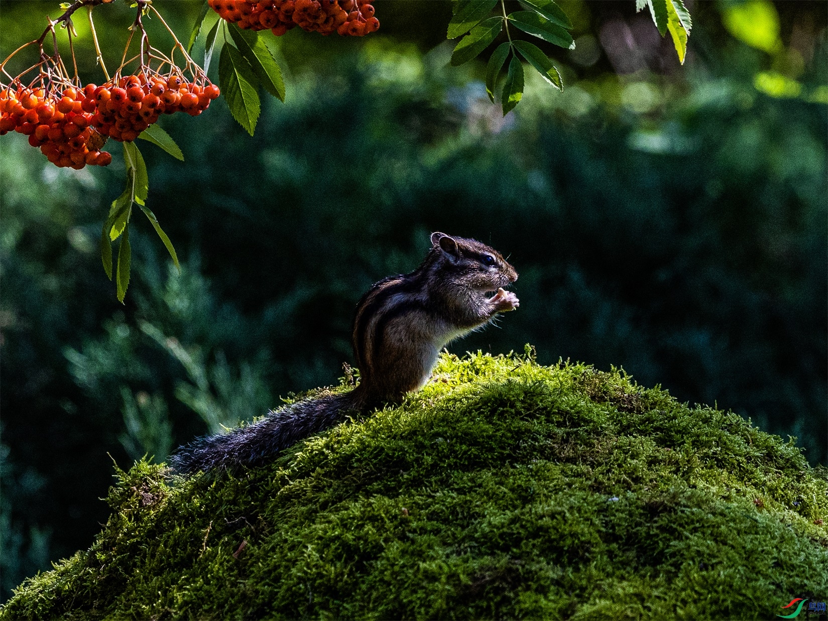 1K3A3588 ����1.jpg