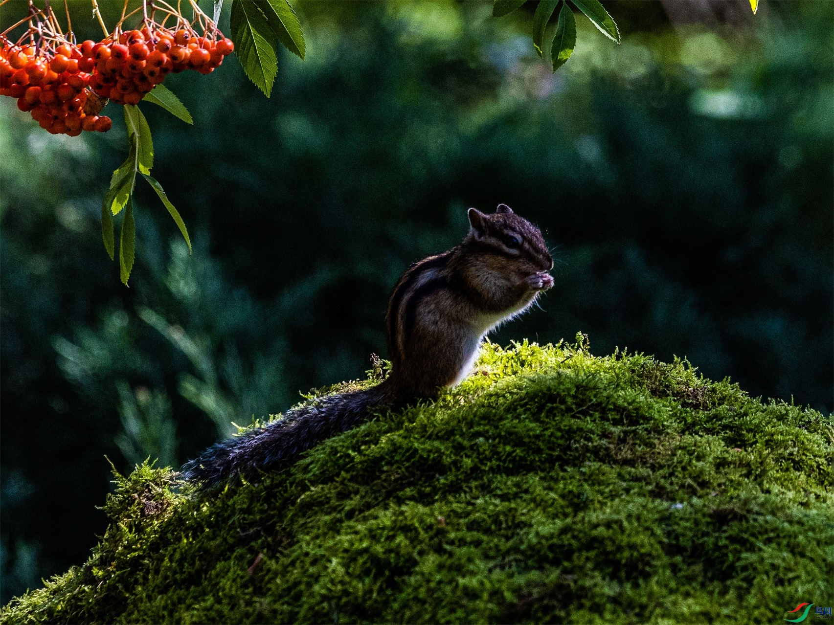 1K3A3596 ����1.jpg