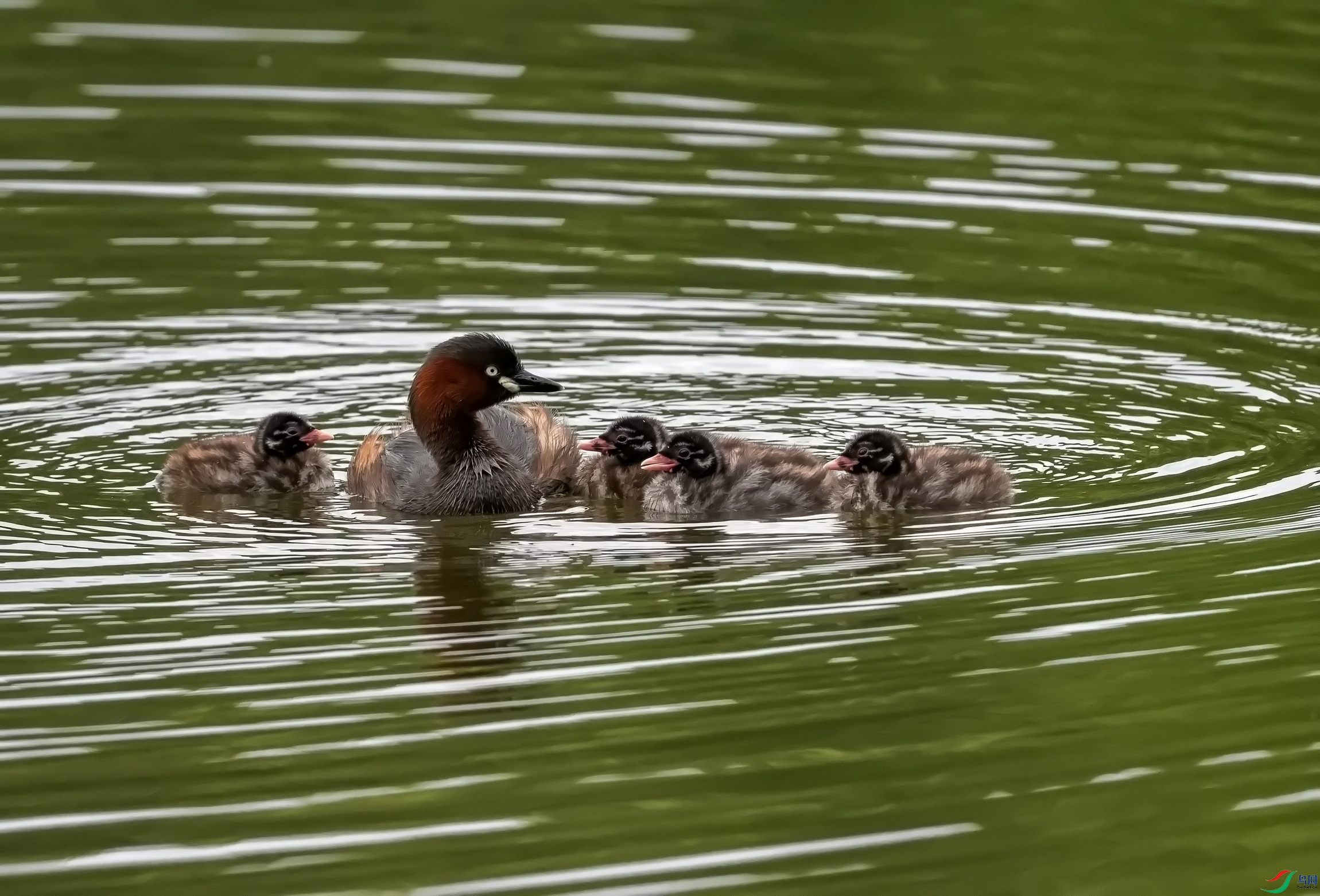 С���e (1)-1.jpg