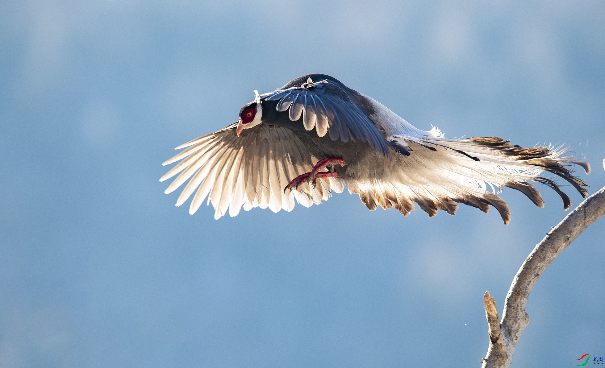 WLZ_0683 ������ ����.jpg