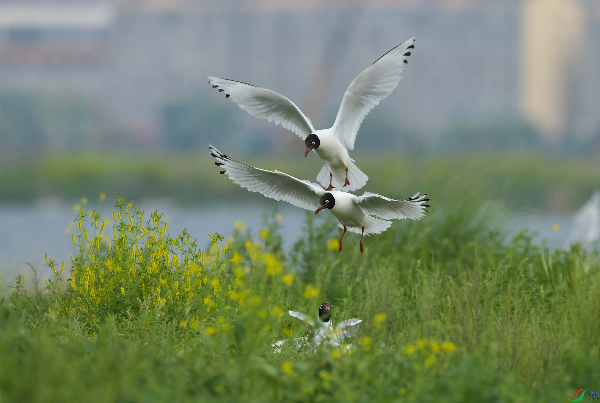 XQD_4402 ��Ÿ.jpg