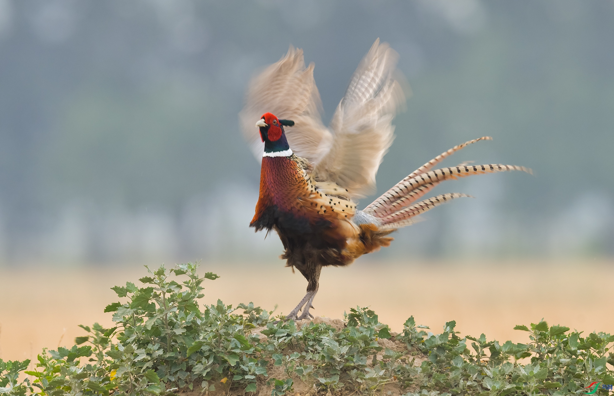 XQD_5092 ������.jpg