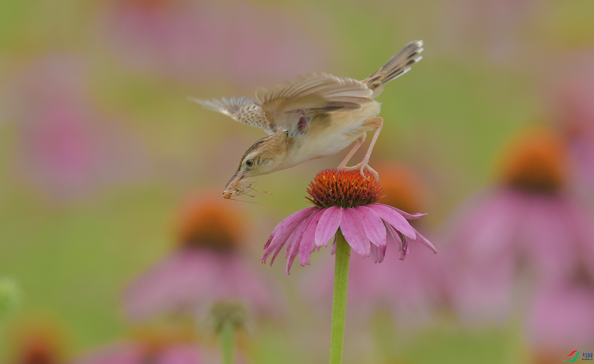 XQD_7887 ����.jpg