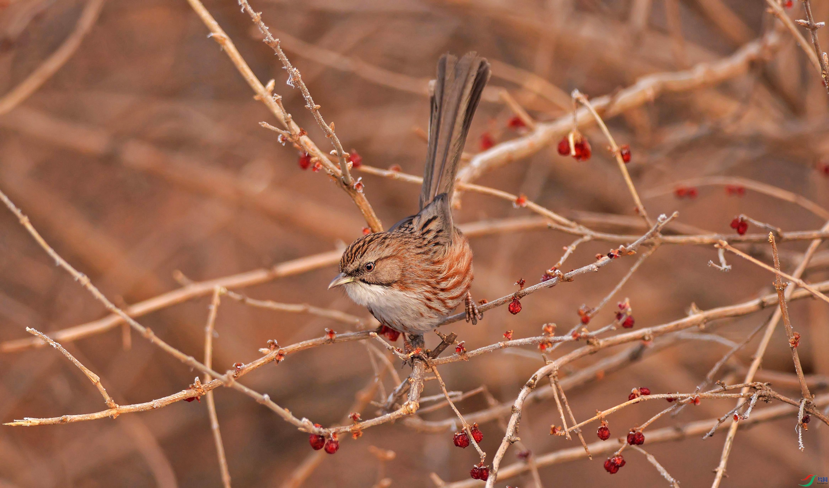 DSC_1937.jpg