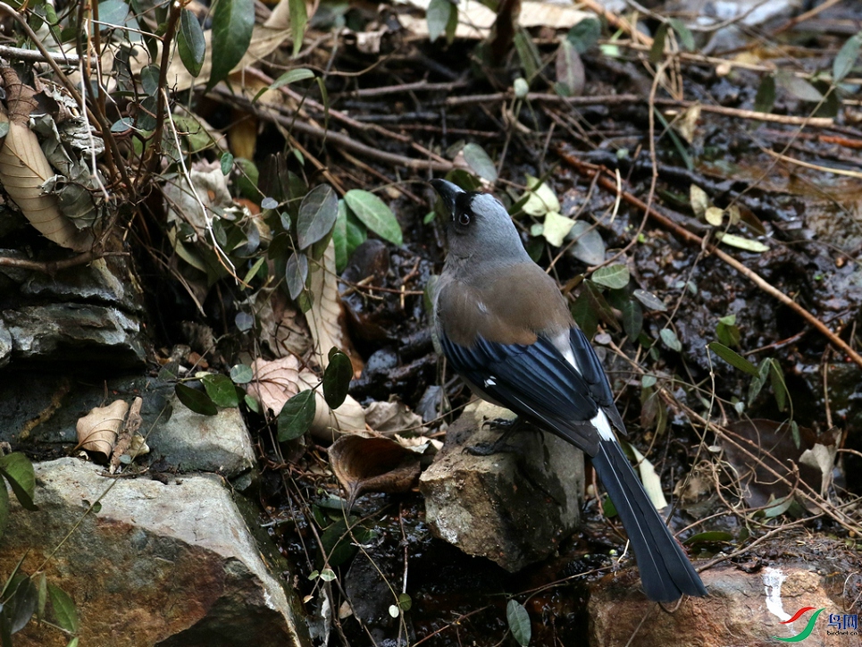 DSC20240229073.jpg