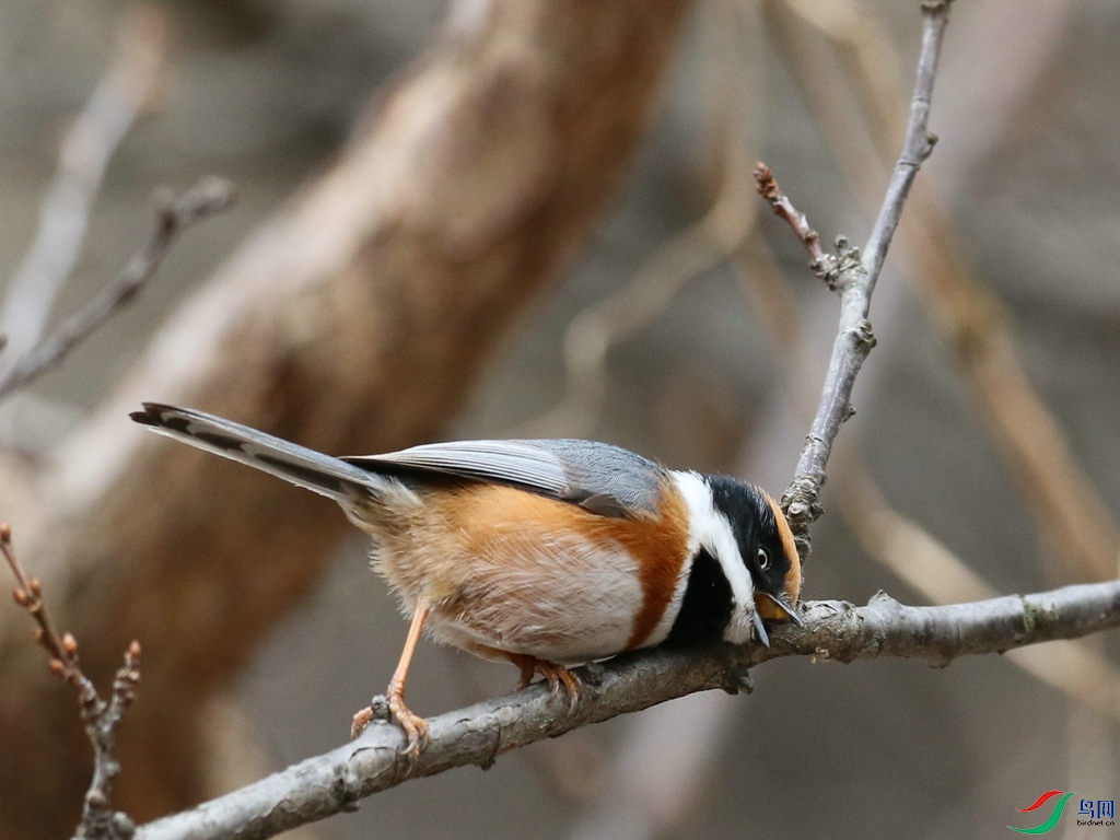 DSC20240229041.jpg