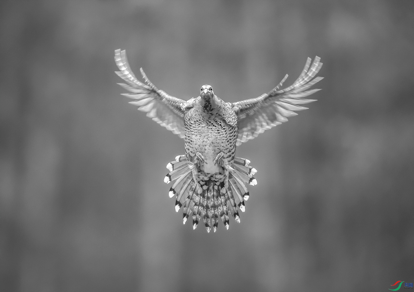 DSC_�׹ڳ�β��-1 - ����1.jpg