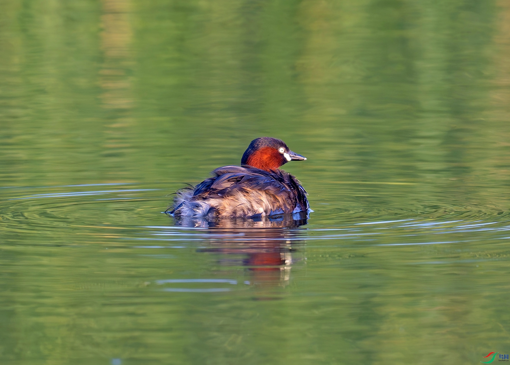 _DSC7081f.jpg