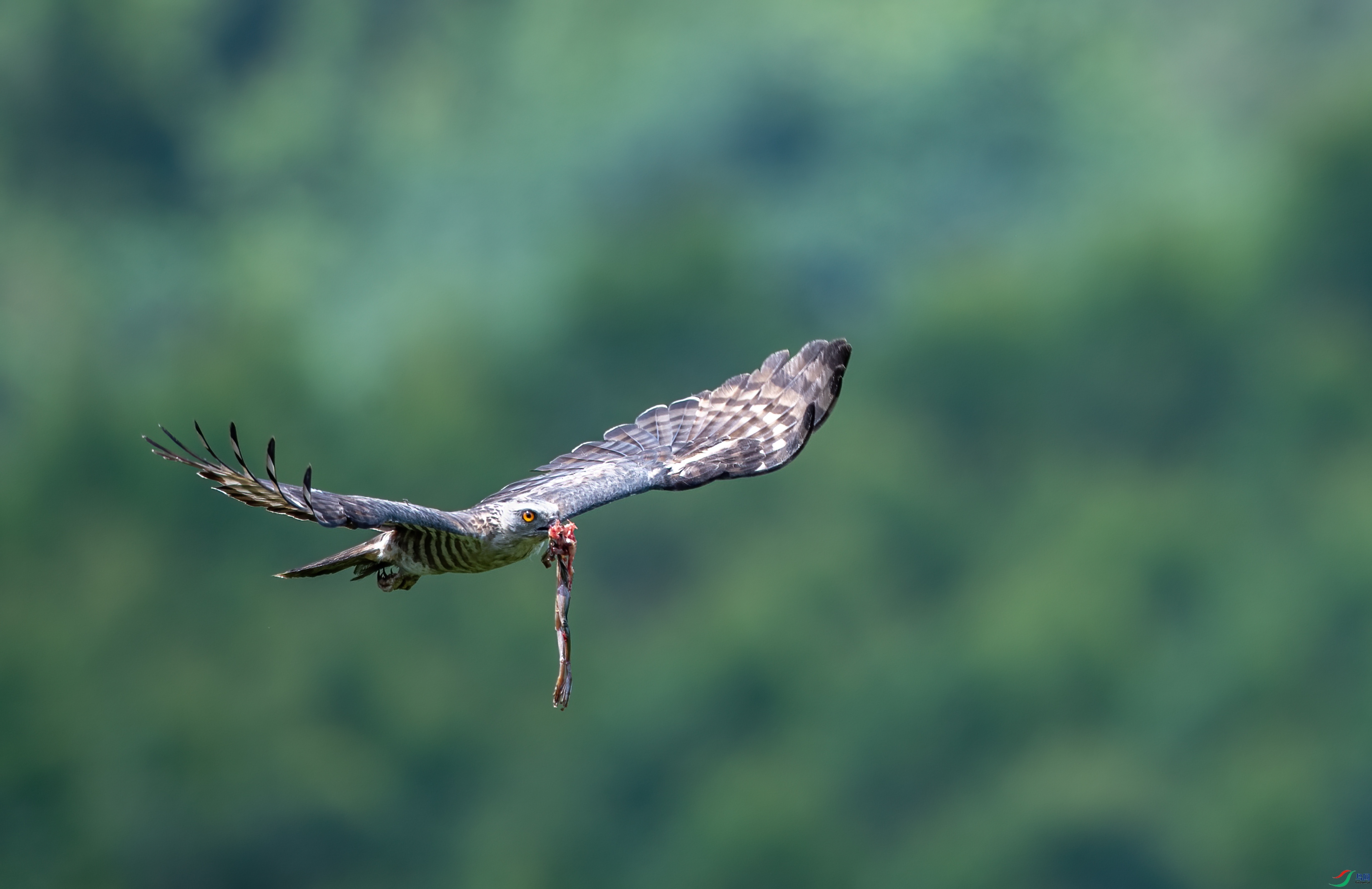 DSC_2938-3.jpg