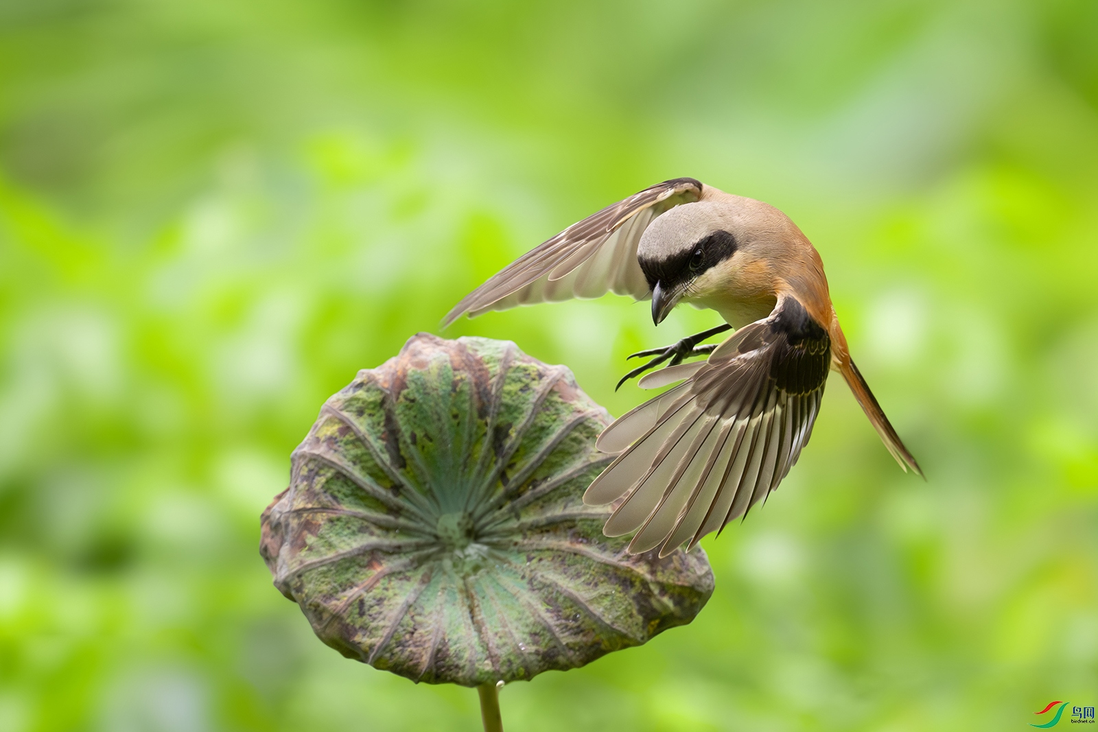 DSC_1637-����ǿ-NR.jpg