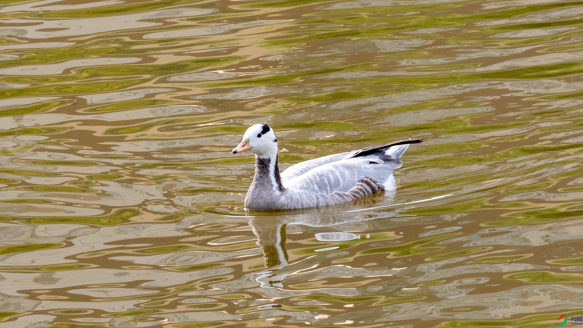 DSC_4231.jpg
