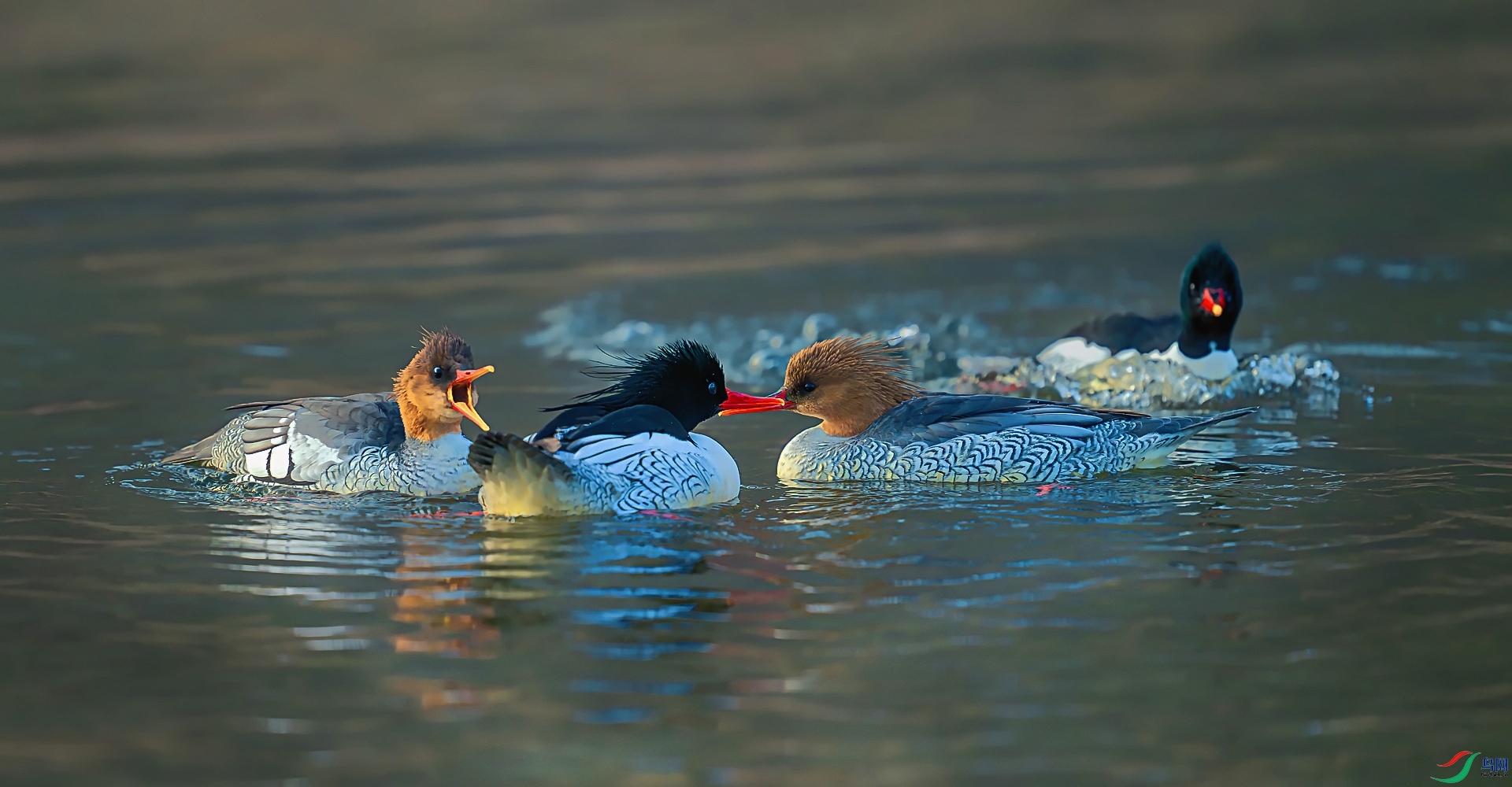 _DSC1517==1w.jpg