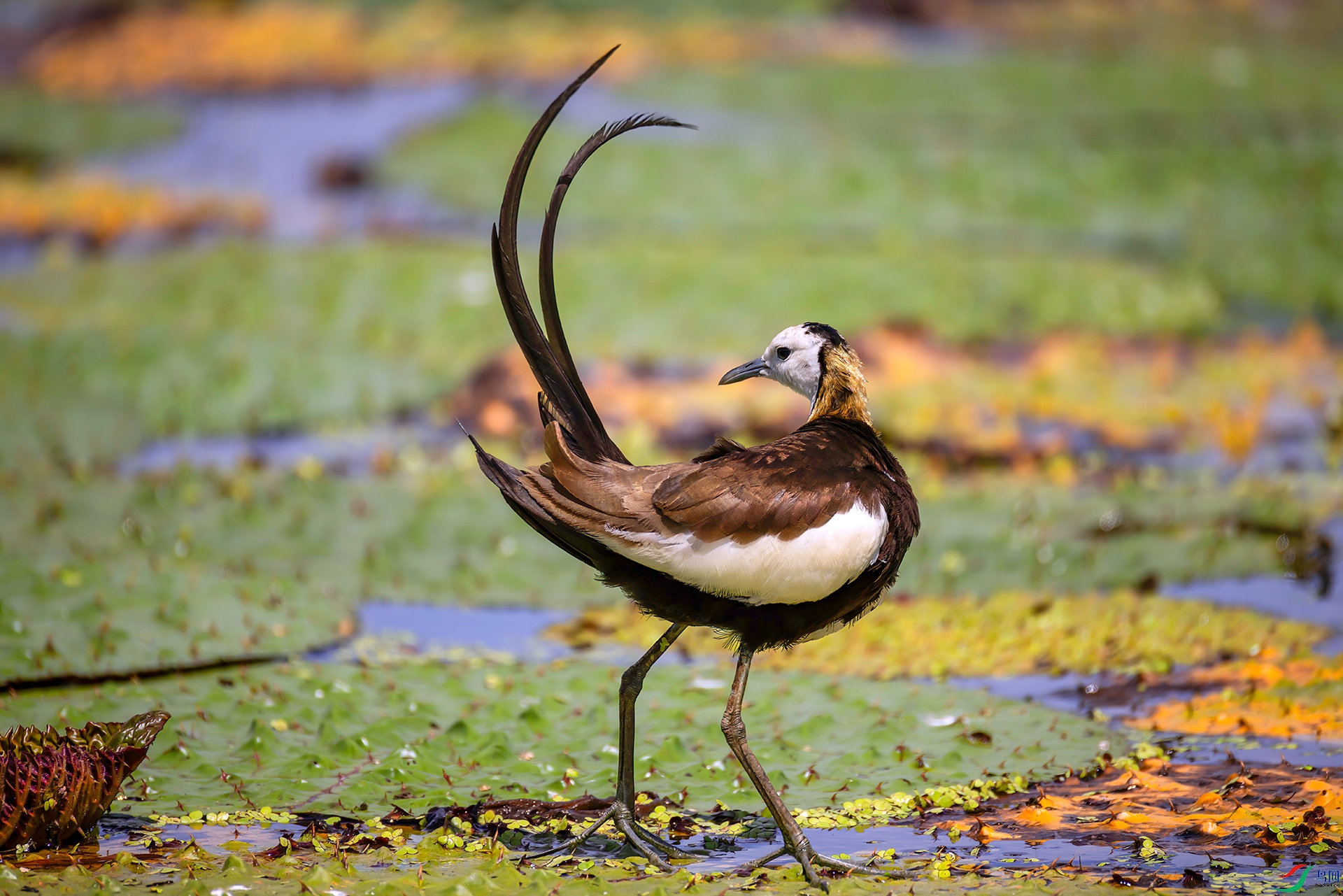 407A8360 ����-Sha---1 .jpg