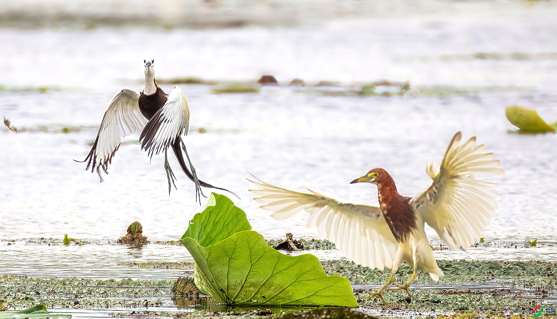 407A6962 ����-Sha---1-Sha---2 .jpg