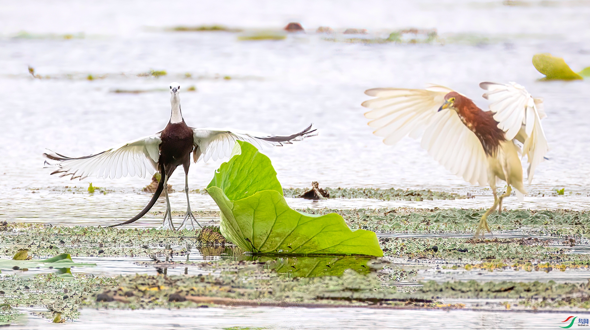 407A6961 ����-Sha---1 .jpg