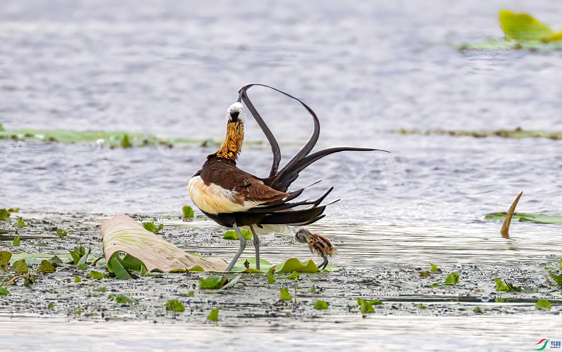 407A6823 ����-Sh----1 .jpg