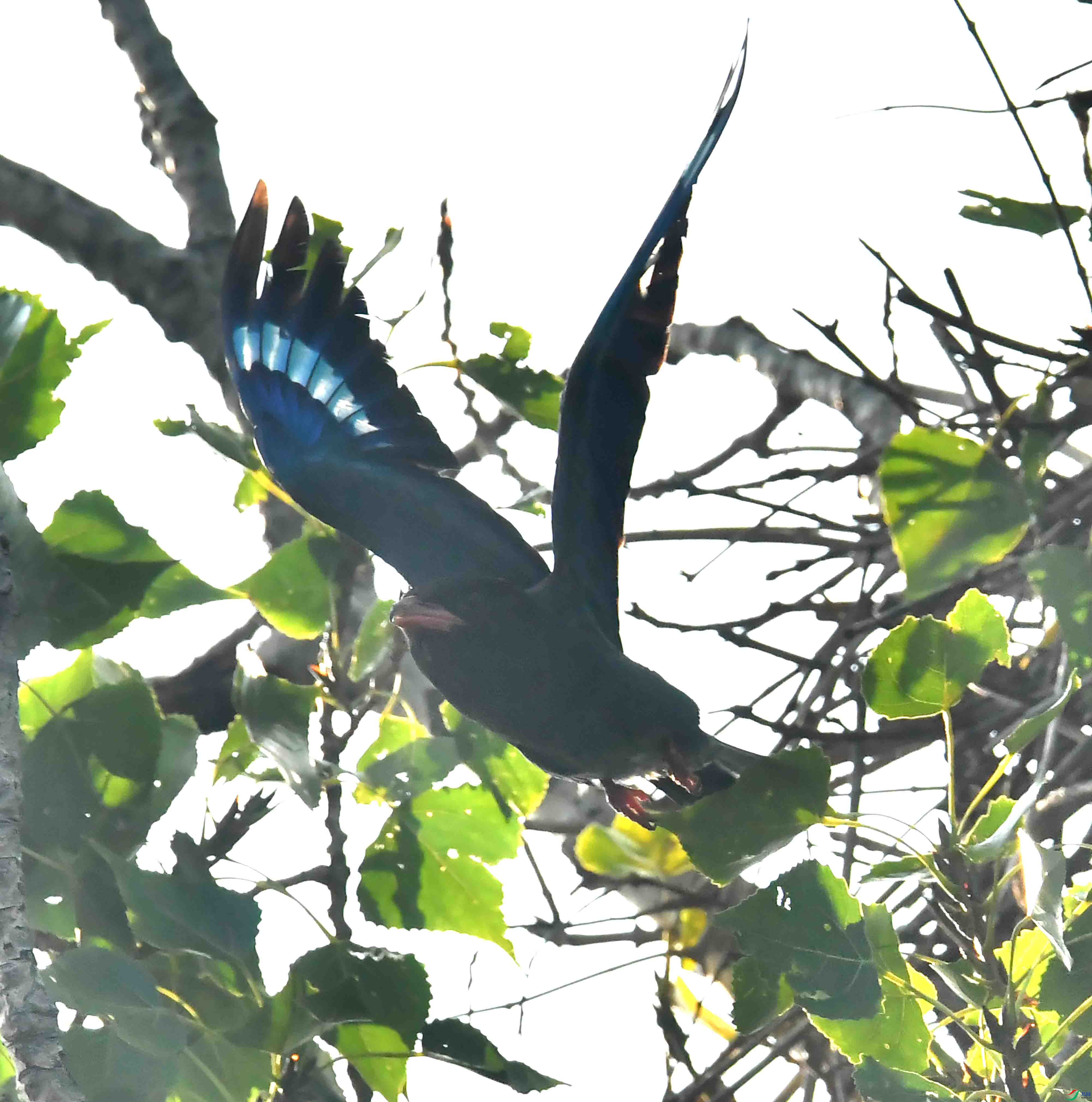 DSC_3527.JPG