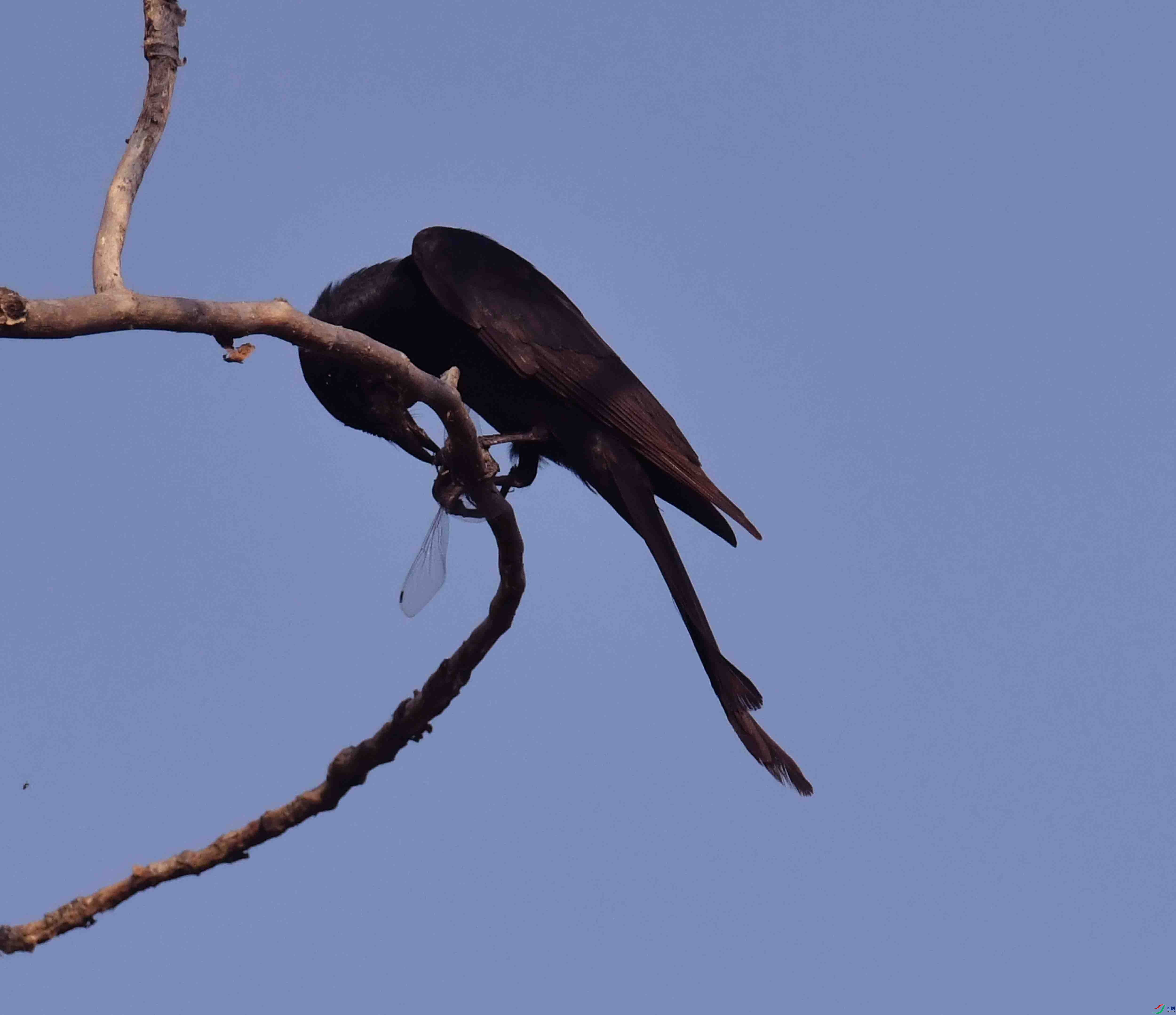 DSC_1936.JPG