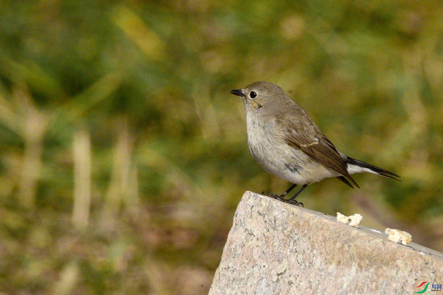 DSC_1753.JPG