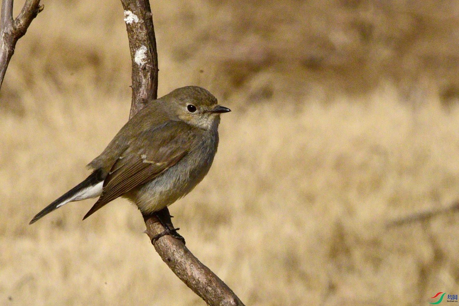 DSC_1732.JPG
