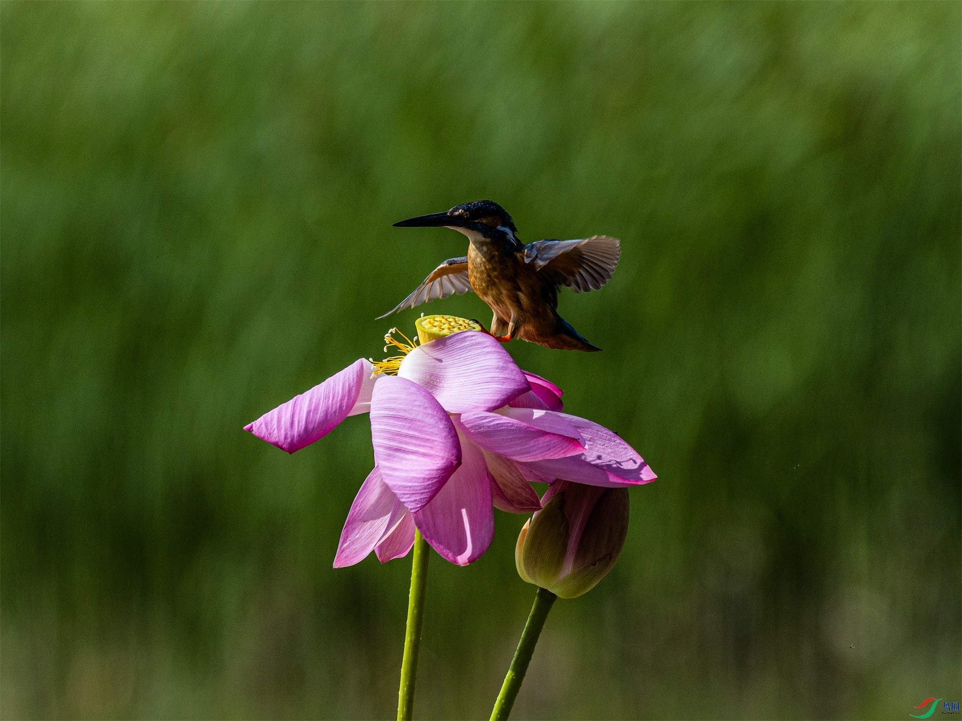 1K3A2325 ����1.jpg