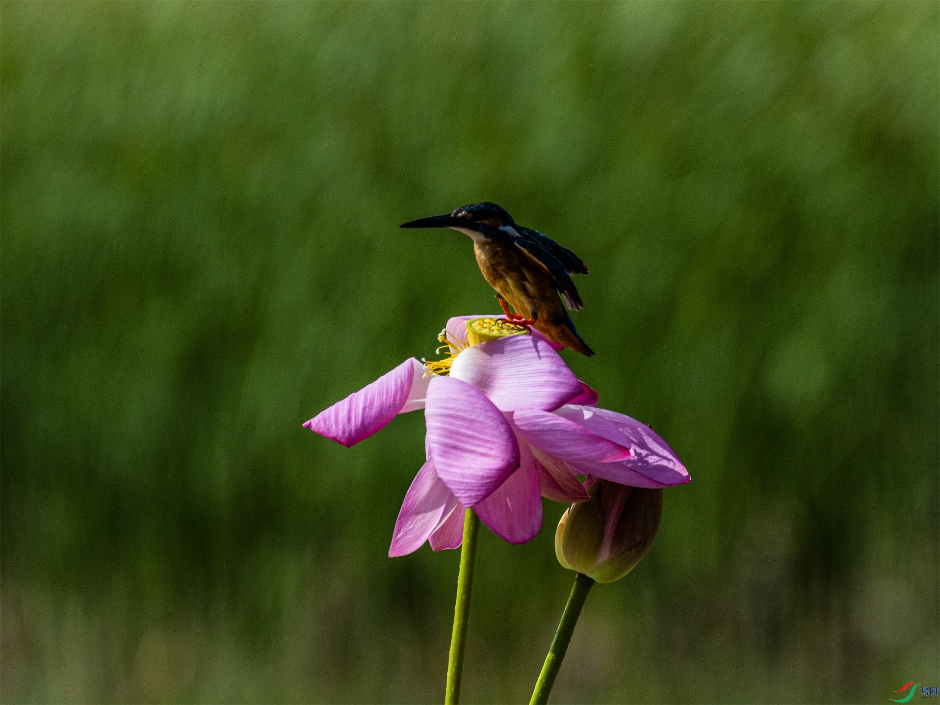 1K3A2329 ����1.jpg