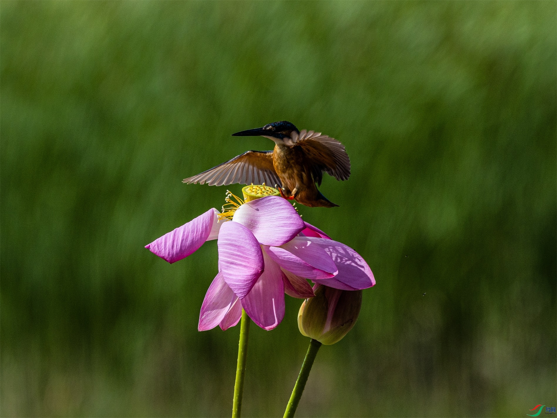 1K3A2324 ����1.jpg