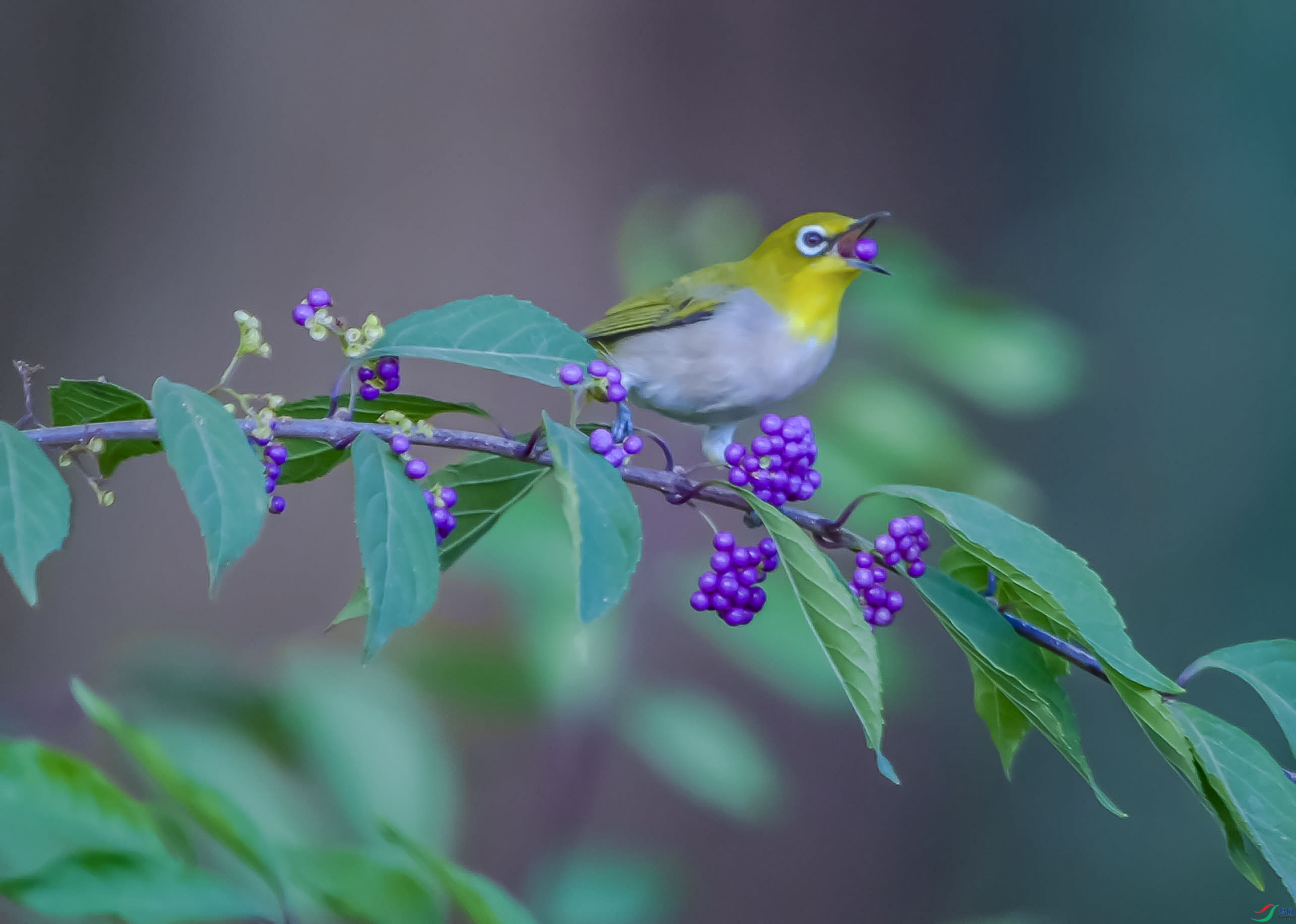 DSC_1722_���ٿ�ͼ.jpg
