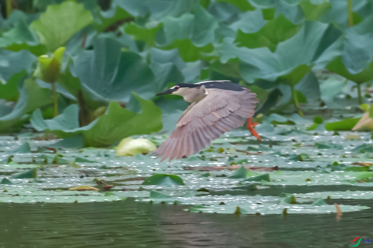 DSC_6586_DxOa.jpg