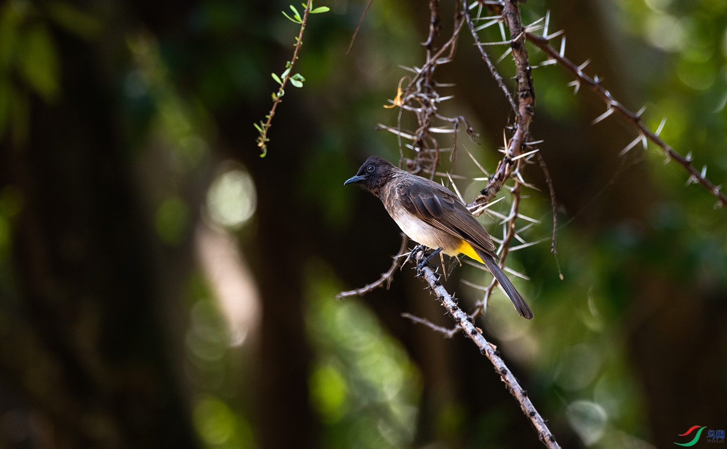 _DSC8416.jpg