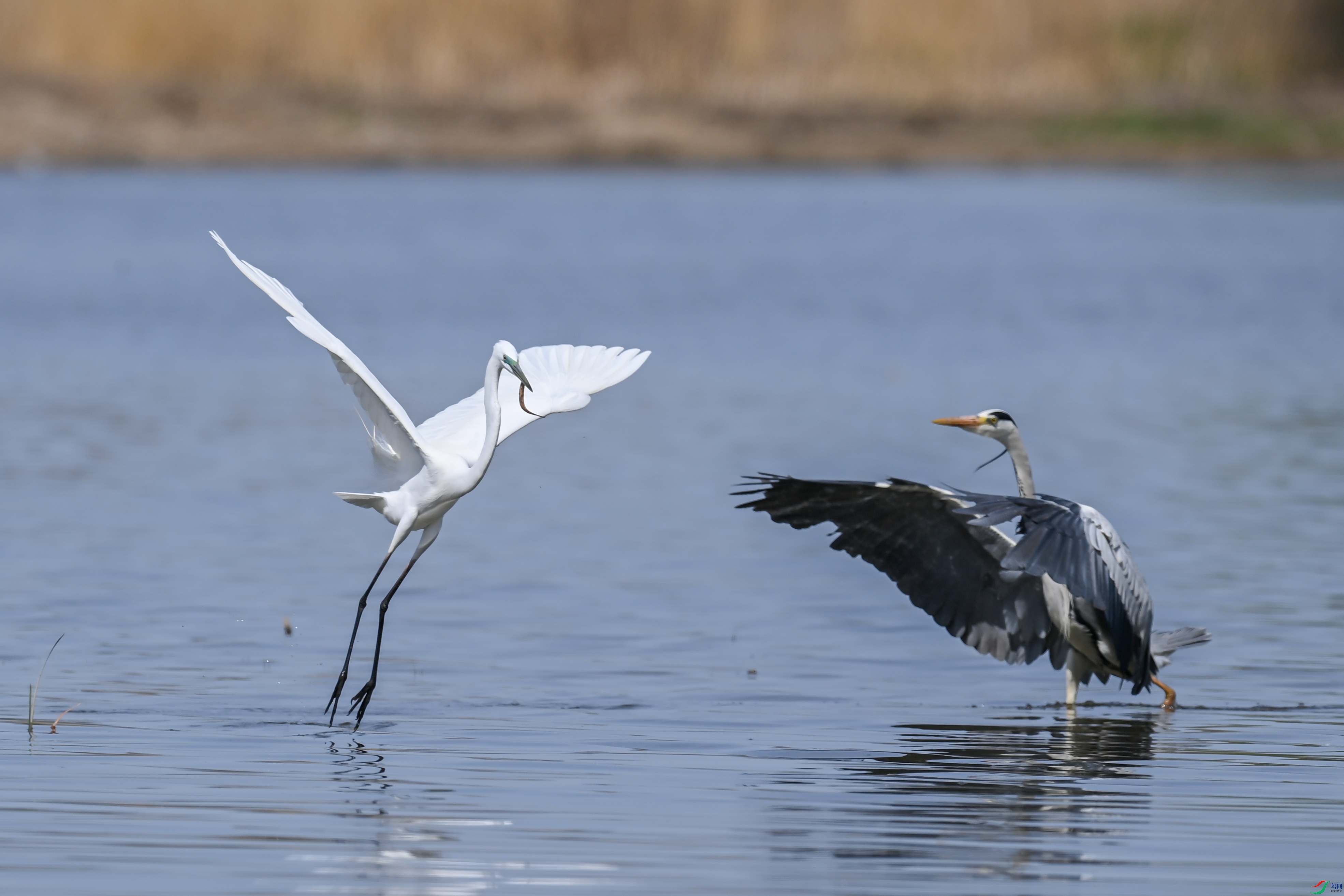 DSC_1675.JPG