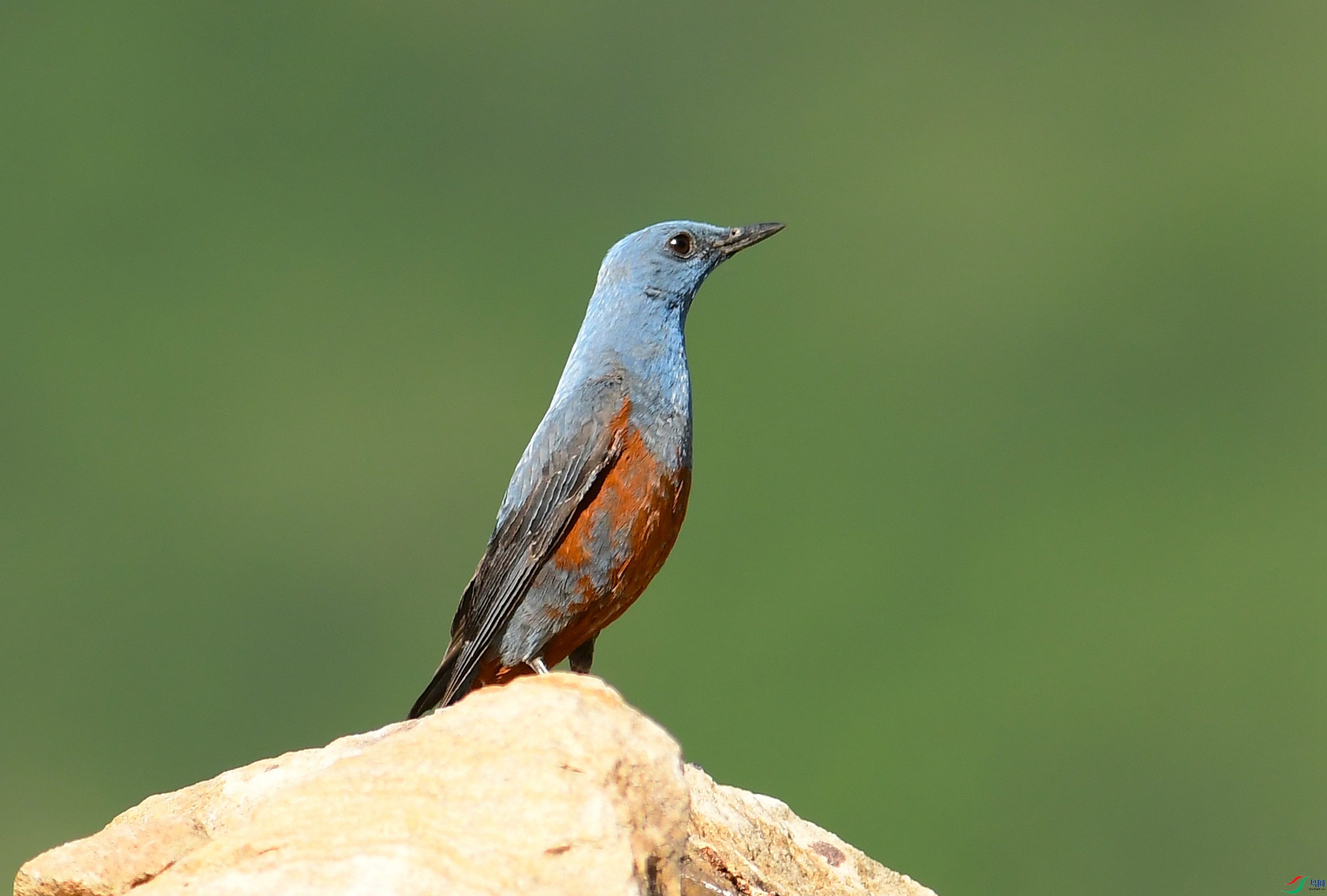 DSC_7347.JPG