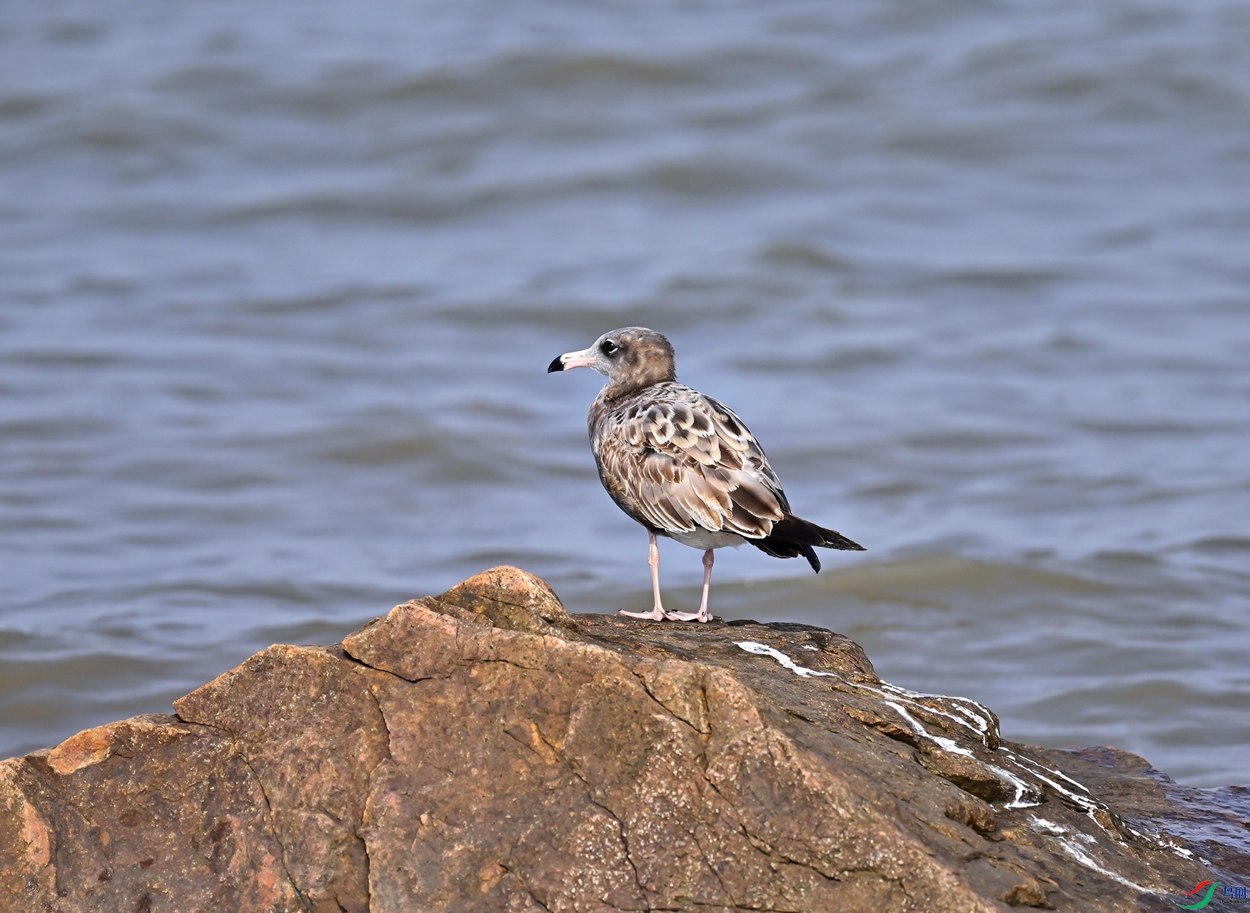 _DSC6387f.jpg