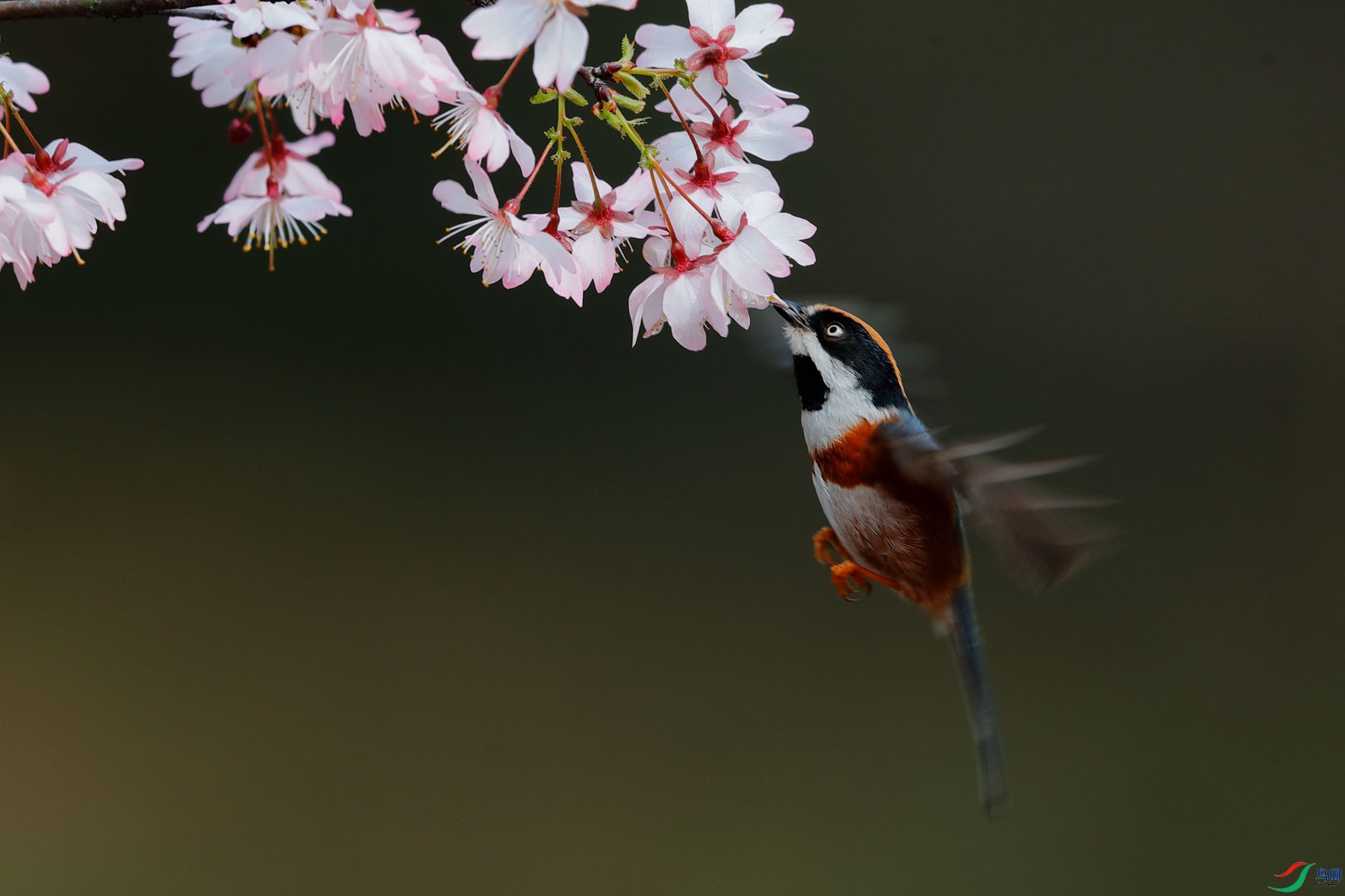 ��ͷ��βɽȸ