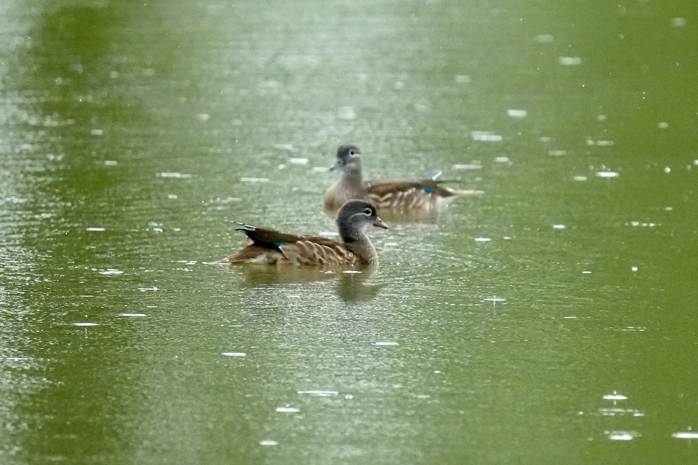 -�ž���2024���ᱭ������������ - ԧ��.jpeg