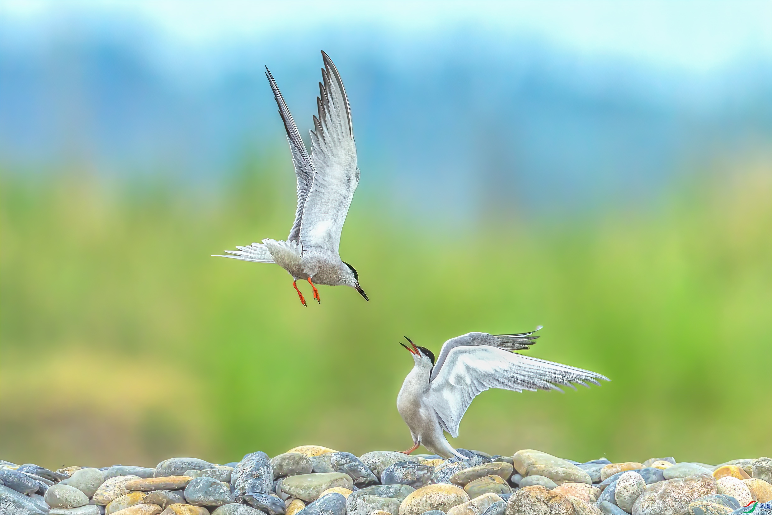 C09R0513-����ǿ-SR ����.jpg