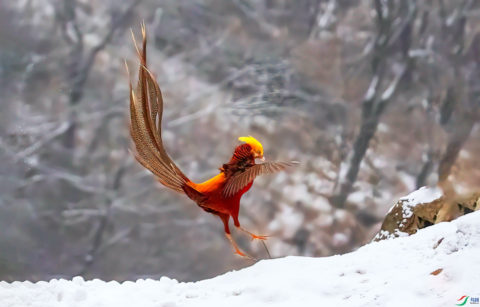 407A6183 ����-Sh------11  .jpg