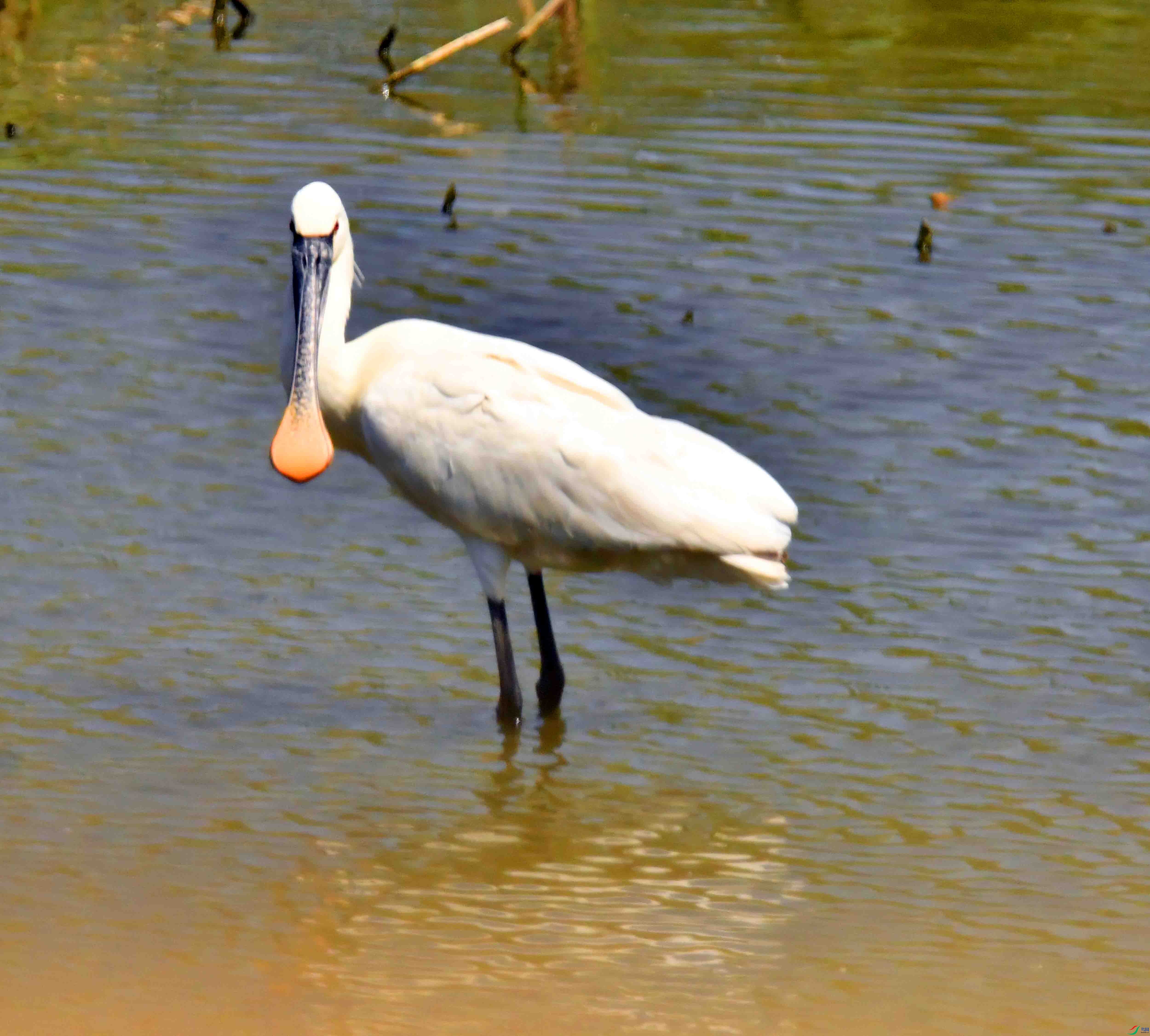 DSC_0135.JPG
