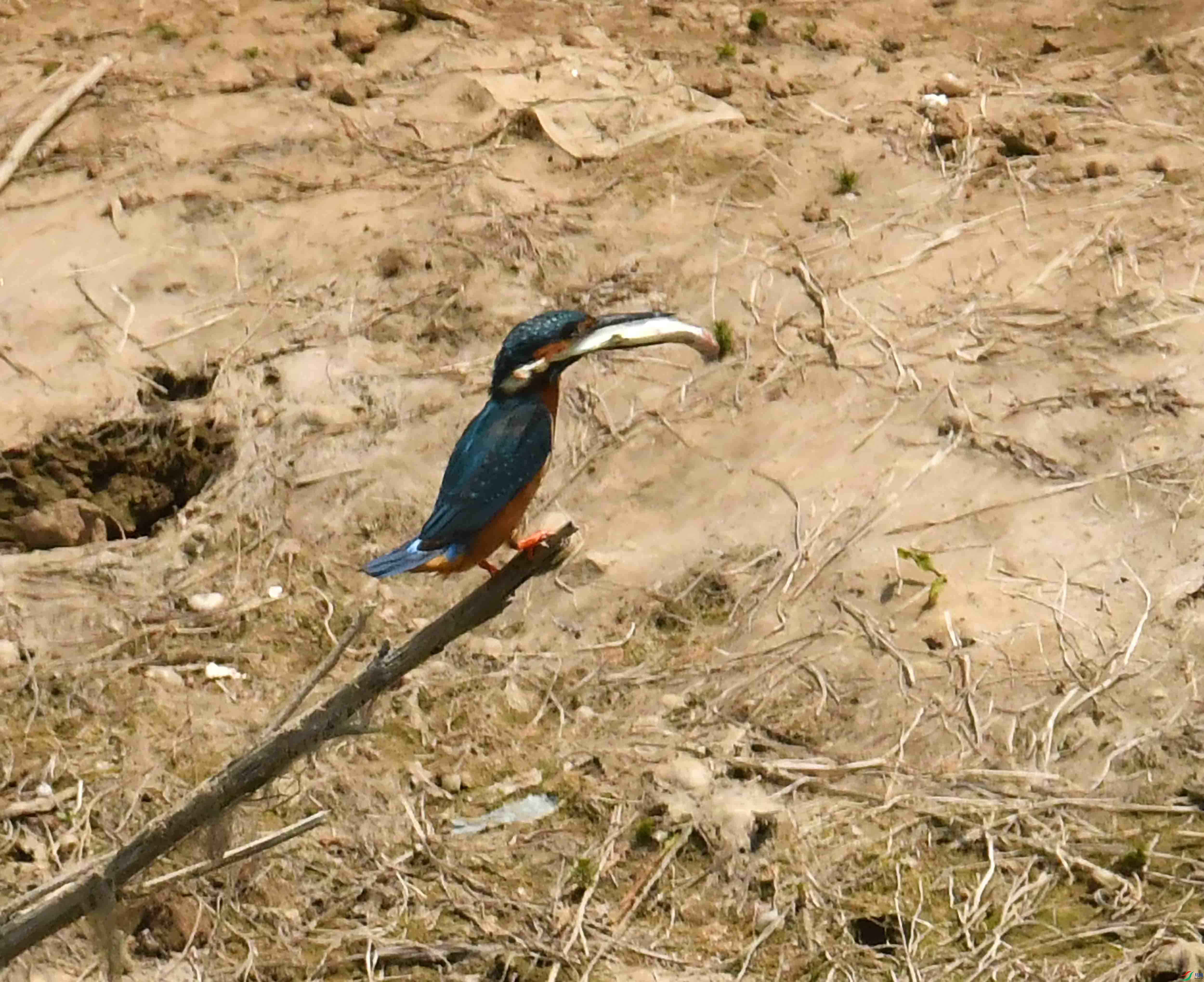 DSC_0440.JPG