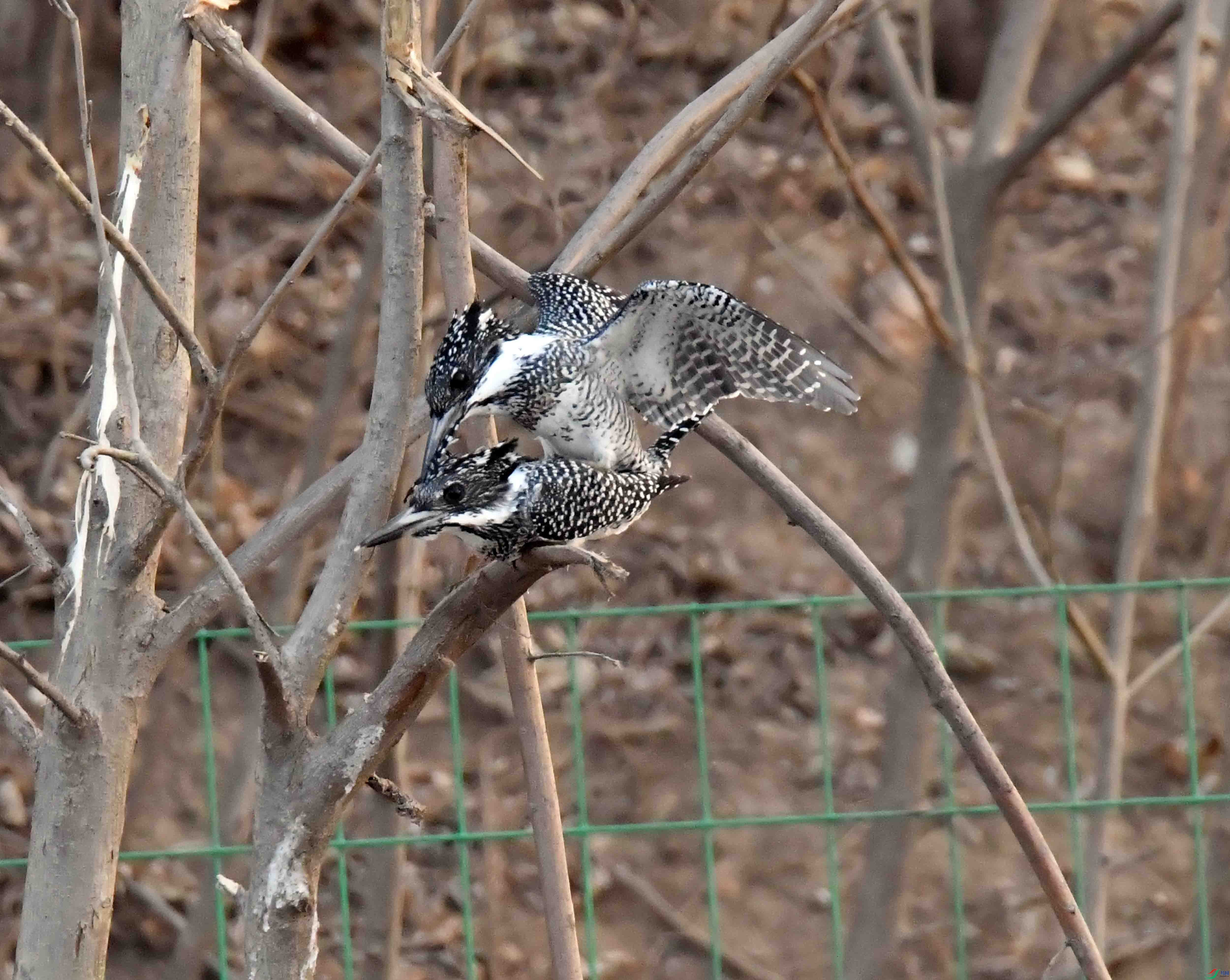 DSC_3882.JPG