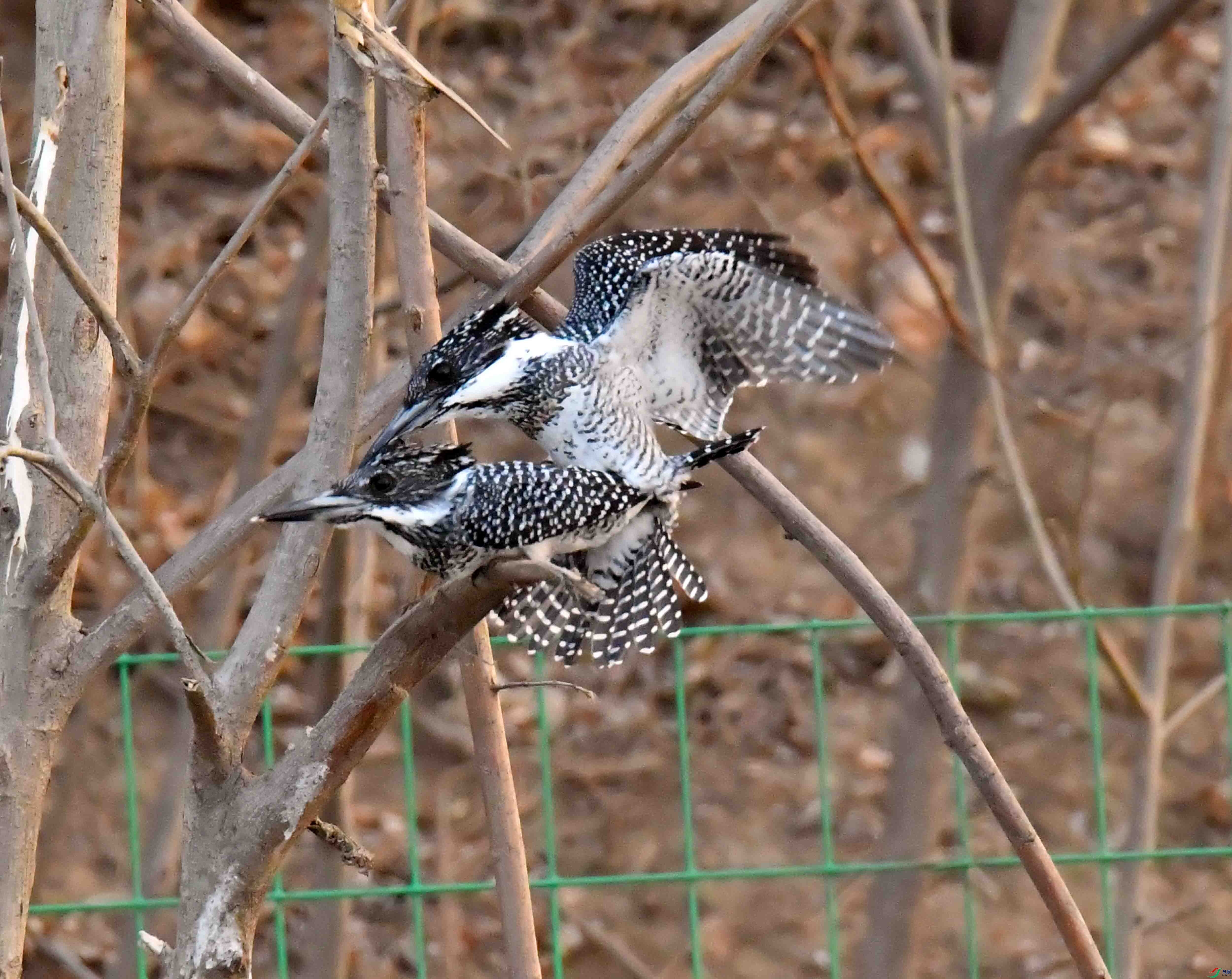 DSC_3898.JPG