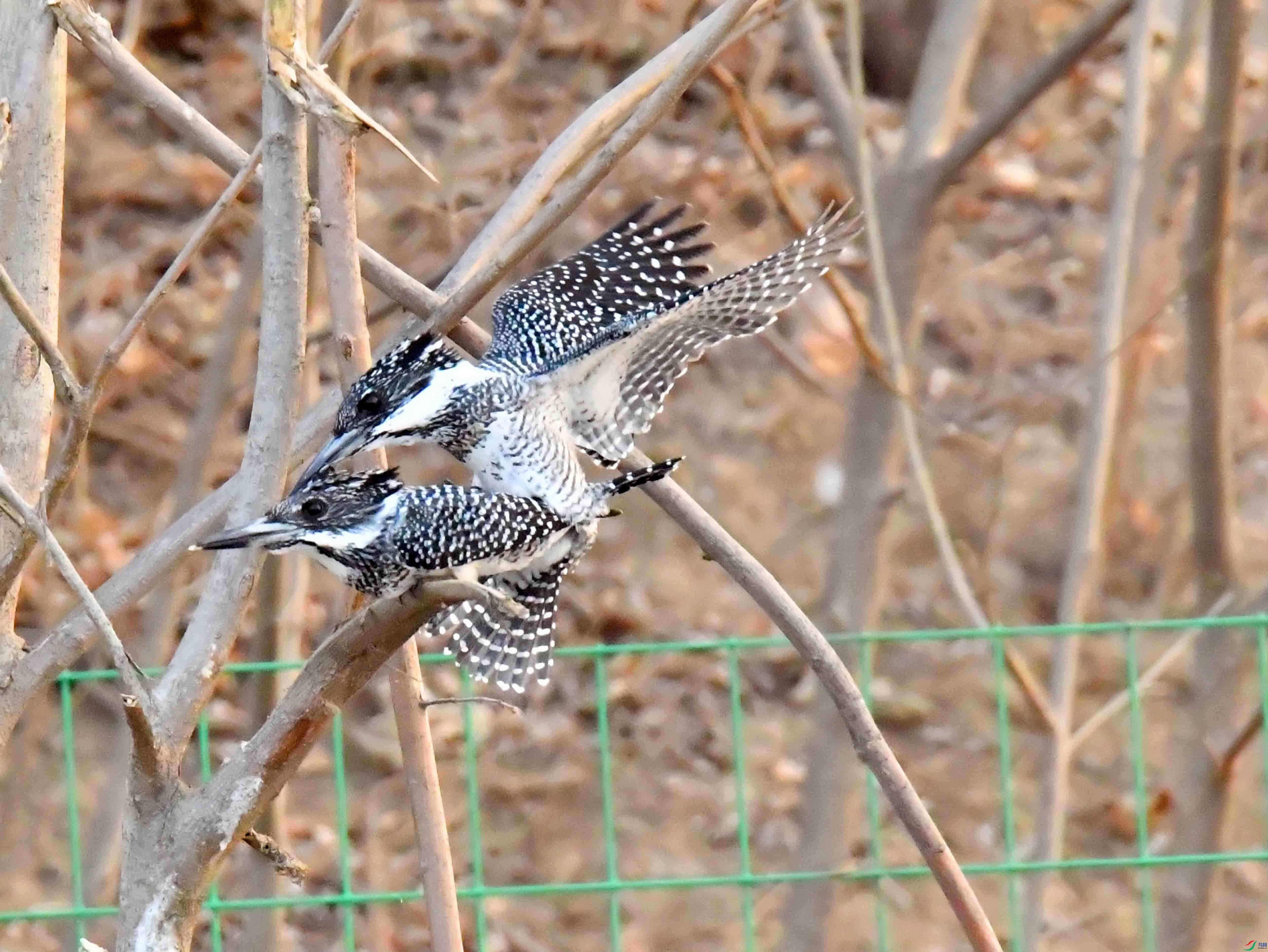 DSC_3897.JPG
