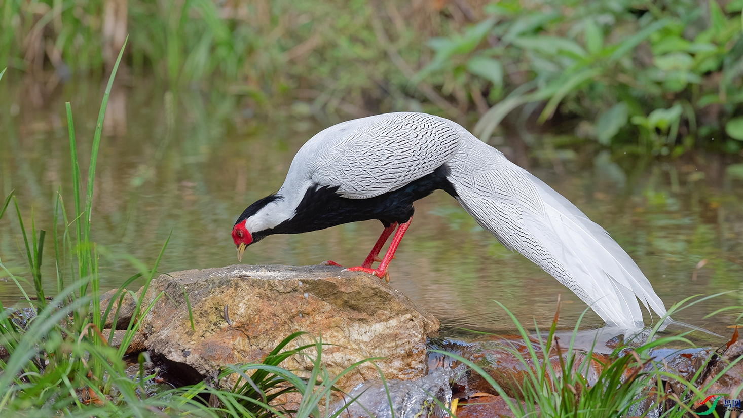 DSC_0486_DxOa.jpg