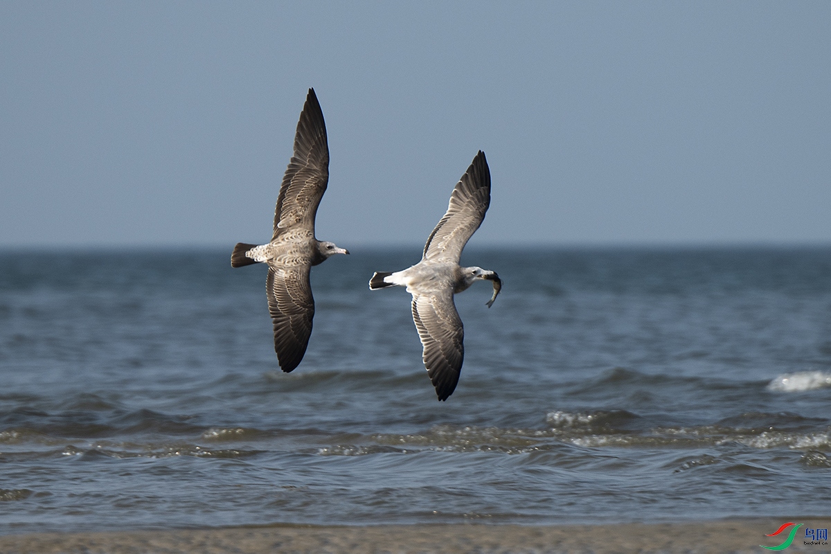 _DSC7033-.jpg