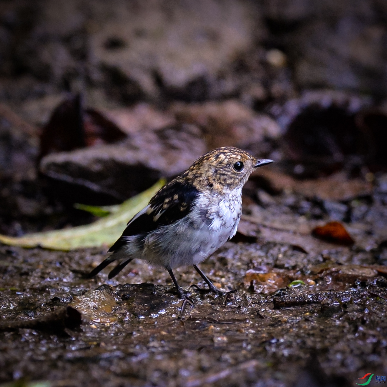 DSC_8800.jpg