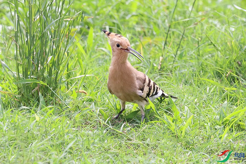��ʤ��